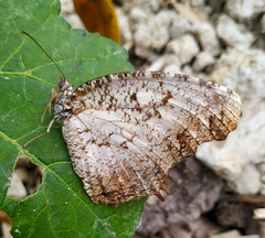 Elymnias nesaea