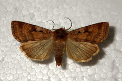 Diarsia mendica
