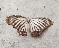 Elymnias nesaea