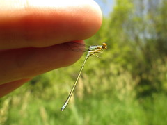 Enallagma antennatum
