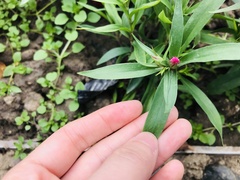Dianthus chinensis