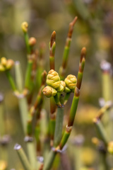 Ephedra chilensis