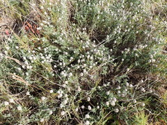 Calocephalus lacteus