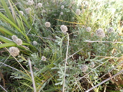 Calocephalus lacteus