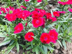Dianthus chinensis