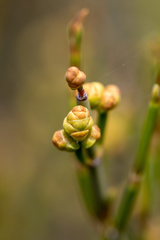 Ephedra chilensis