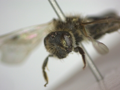 Andrena