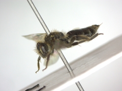 Andrena