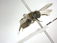Andrena