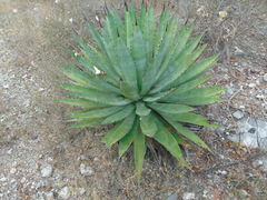 Agave macroacantha