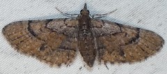 Eupithecia peckorum