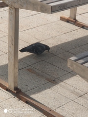 Columba livia