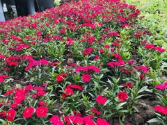 Dianthus chinensis