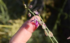 Polygala leptophylla