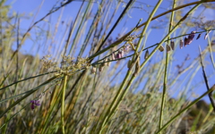 Polygala leptophylla