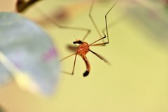 Leptotarsus setivena