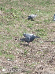 Columba livia