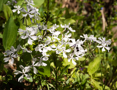Phlox divaricata divaricata