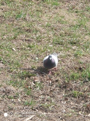 Columba livia