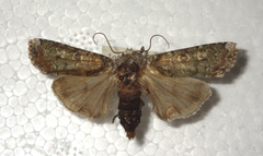 Actebia praecox
