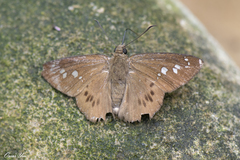 Seseria formosana