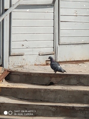 Columba livia