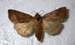 Mesogona oxalina