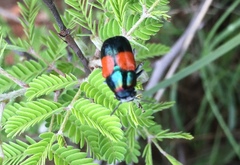 Megalostomis pyropyga