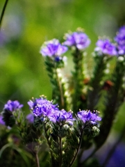 Phacelia congesta