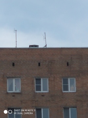 Columba livia