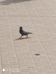 Columba livia
