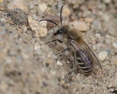 Colletes validus