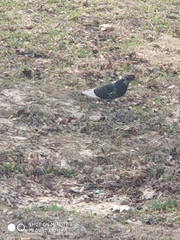 Columba livia