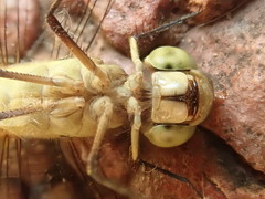 Erythrodiplax umbrata