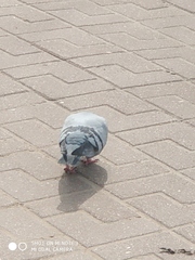 Columba livia