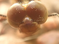 Erythrodiplax umbrata