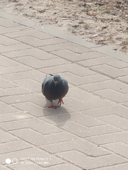 Columba livia