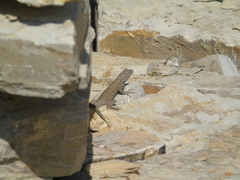 Sceloporus gadoviae