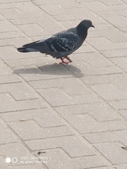 Columba livia