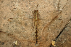 Erythrodiplax umbrata