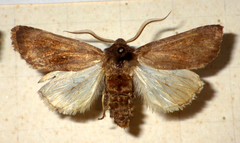Aporophyla