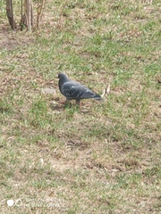 Columba livia