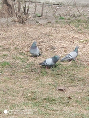 Columba livia