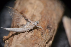 Callibaetis skokianus