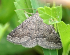 Matigramma pulverilinea