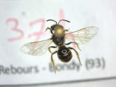 Lasioglossum