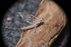 Callibaetis skokianus