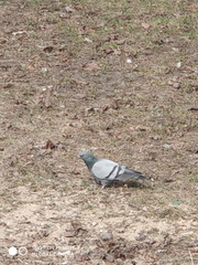 Columba livia