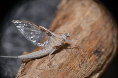 Callibaetis skokianus