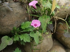 Ipomoea × leucantha